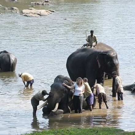 Some Of The Best Places In Thailand To Have An Experience With Elephants