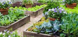 Pros of Vegetable Gardening: Why You Should Start a Garden